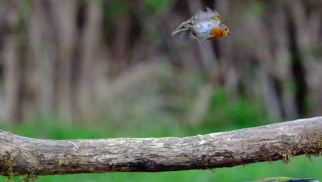 Un-Pinzón-Macho-Peleando-En-Un-Tronco-De-Madera-En-Cámara-Lenta