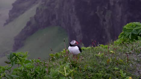 an atlantic puffin lands on a coastal cliff edge