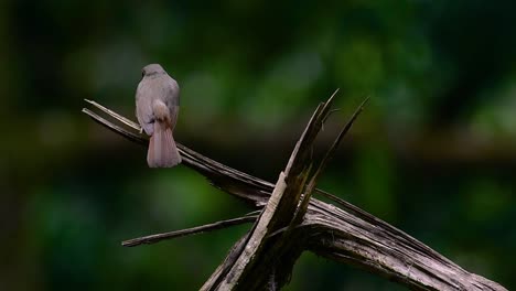 El-Papamoscas-Azul-De-La-Colina-Se-Encuentra-En-Un-Hábitat-De-Gran-Altura,-Tiene-Plumas-Azules-Y-Un-Pecho-Anaranjado-Para-El-Macho,-Mientras-Que-La-Hembra-Es-De-Color-Marrón-Canela-Pálido-Y-También-Con-Un-Pecho-Anaranjado-En-Transición