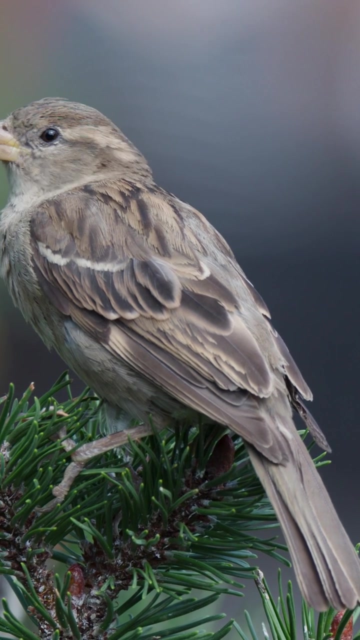 Uno scatto verticale dettagliato di un passero che riposa su aghi di pino verdi con sfondo bokeh