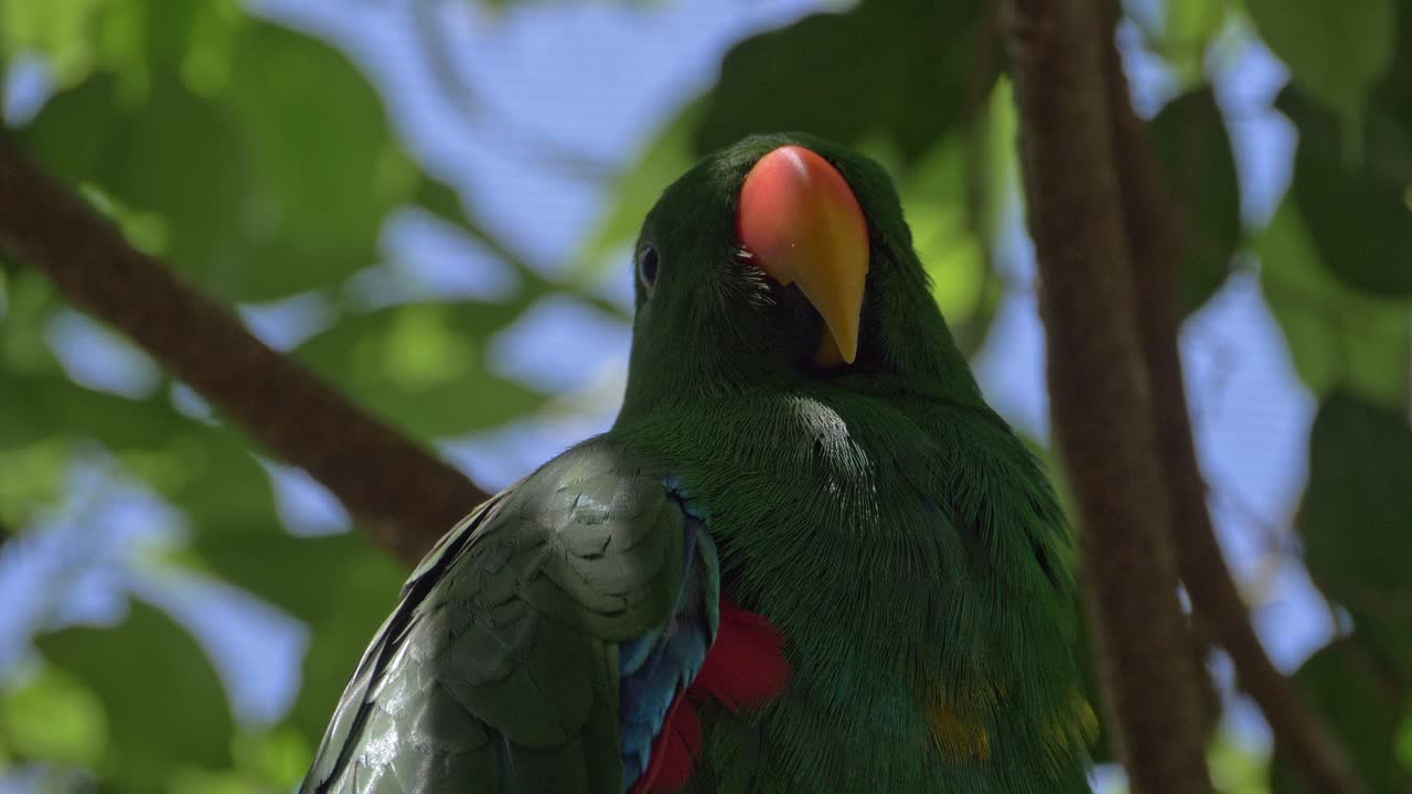 primer plano del loro eclectus sentado en la rama del árbol en verano