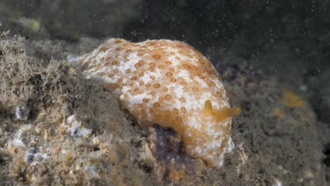 large soft body sea creature slides across a underwater reef structure lit up by a scuba divers light