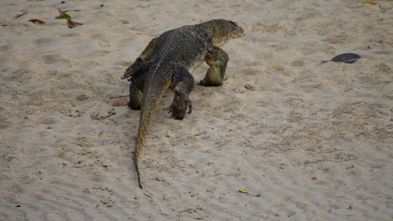 Old clumsy Monitor lizard walking slowly on the sandy beach