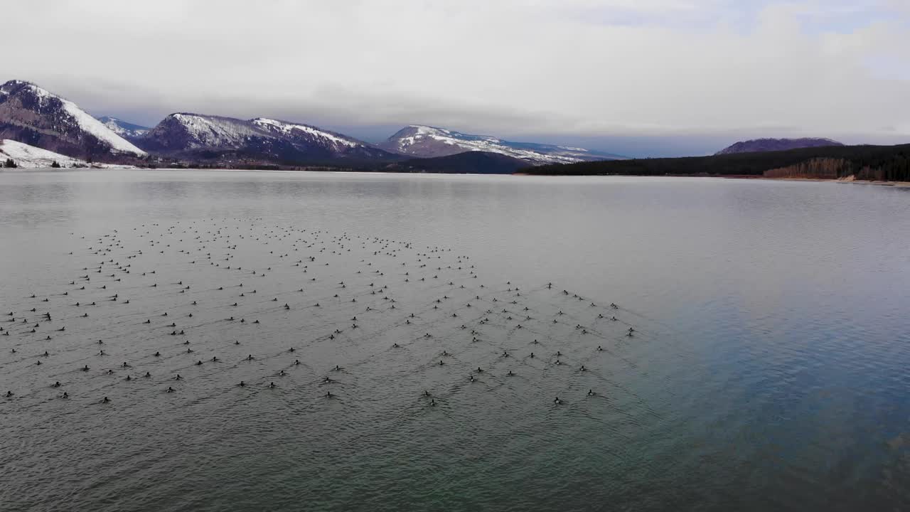 북서부 와이오밍 의 그랜드 테튼 국립 공원 에 있는 그랜드 테튼 산맥 을 배경 으로 하여 잭슨 호수 에 떠다니는 큰 오리  ⁇  의 낮은 비행,  ⁇ 도 드론  ⁇