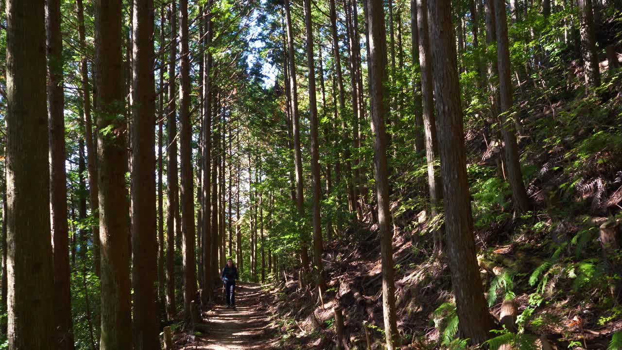 Panoramica dalla foresta a un escursionista che segue un sentiero verso la telecamera, luce filtrata, Giappone