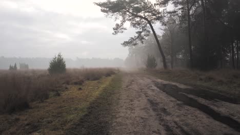 misty forest path