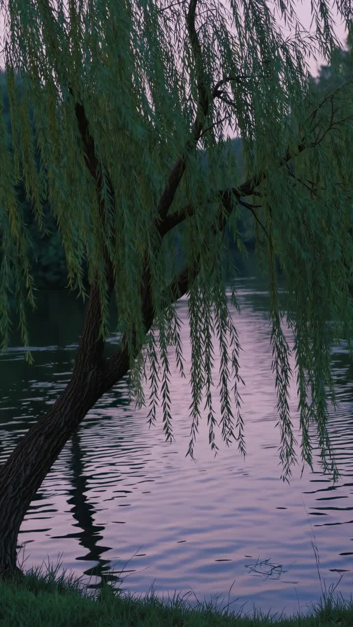 Serene lakeside view with a willow tree at sunset. Captured from a low angle, the video