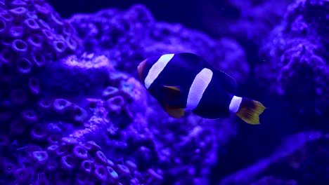 clownfish in a vibrant coral reef aquarium