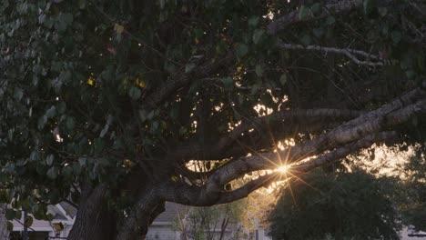 Bengala-De-Luz-Del-Atardecer-Que-Atraviesa-El-árbol-De-Otoño-En-El-Vecindario