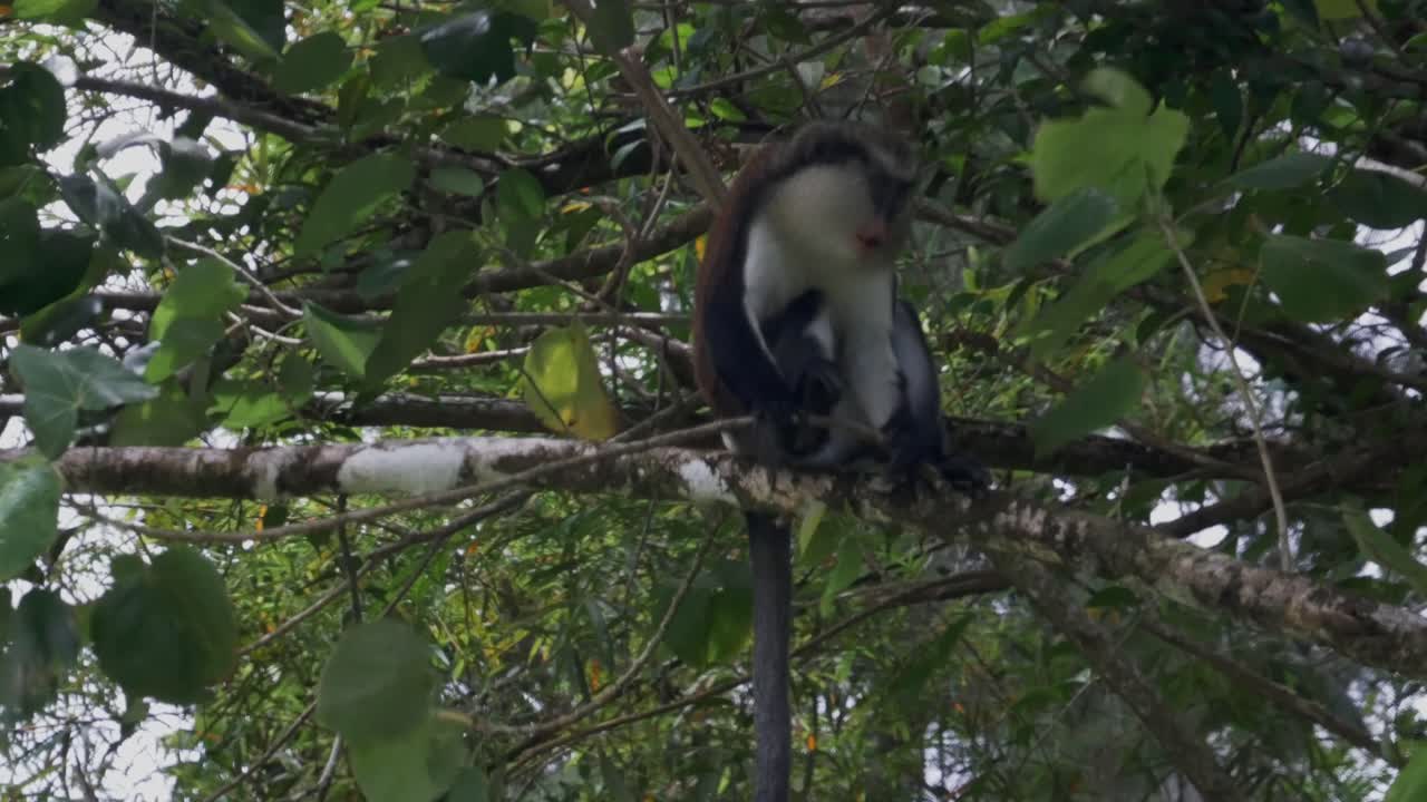 un mono mona sentado en el árbol masticando un plátano con una rama que sopla en el viento