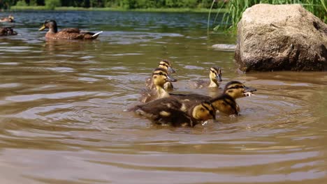 medium shot of little wild ducklings being fed bread in a lake in high tatras, slovakia, water splashing, slowmotion shot