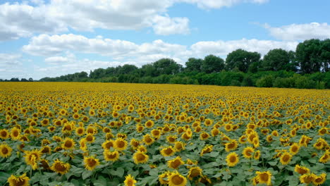 sunflower blooming season. summer landscape with sunflowers
