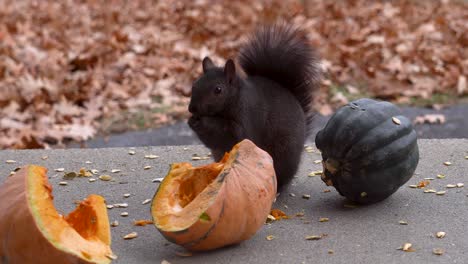 A-squirrel-sits-on-a-cement-step-and-eats-a-squash-seed-in-close-up