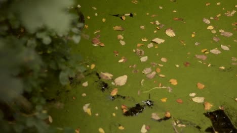 algae covers stream surface with autumn leaves