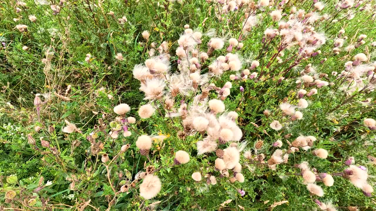 Close-up view of fluffy thistle seed heads swaying in the breeze in a sunlit wild field. Natural daylight, gentle camera movement