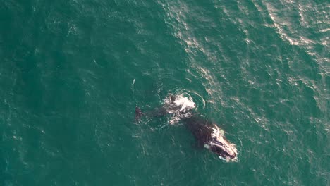 A-blue-whale-swimming-in-the-deep-blue-sea,-natural-wildlife-scene,-top-down-aerial-view