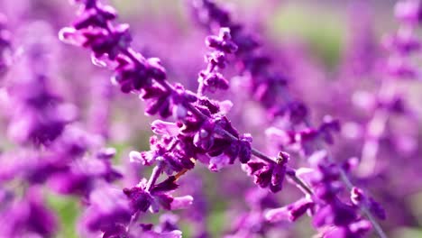 close-up of purple salvia flowers in melbourne