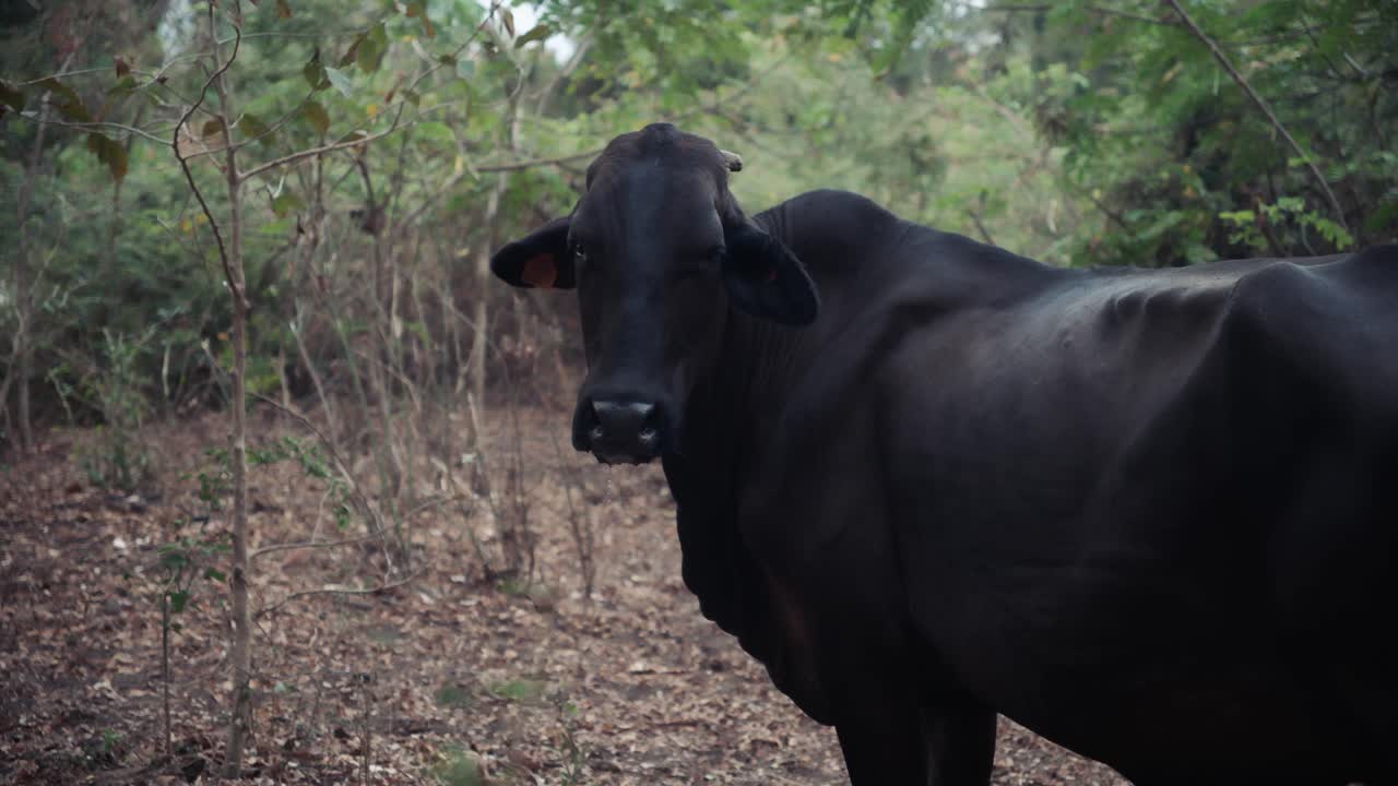 Seekor sapi di hutan menatap