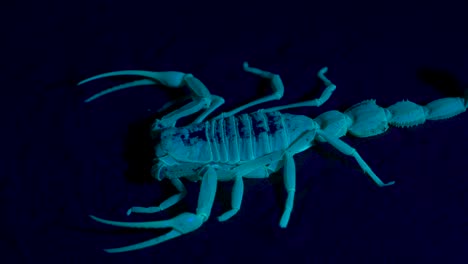 shield tailed scorpion (apistobuthus pterygocercus) under black light in the middle east on the sand at night.