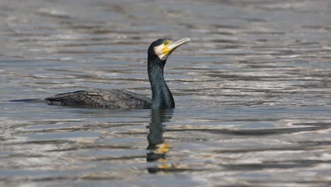 a cormorant swimming around on a lake in the sunshine