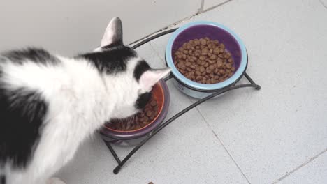 person feeding her black and white cat.