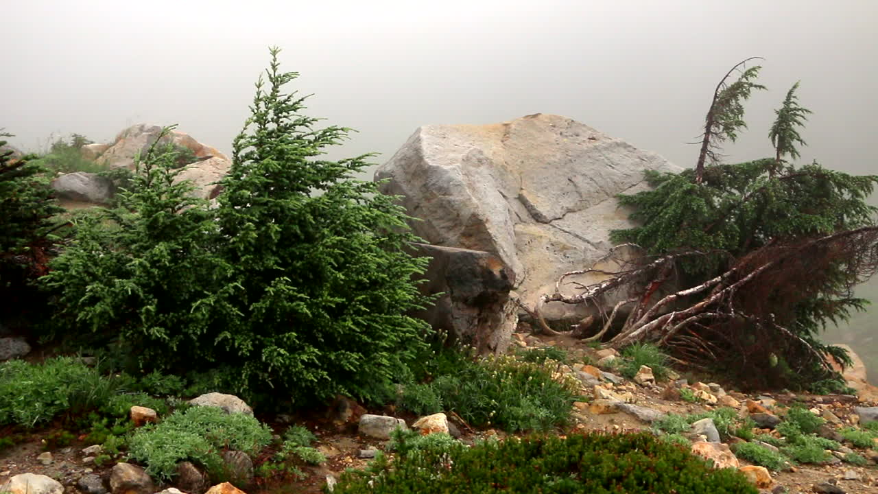 слайд-снимок небольших сосен с камнем за ними на вершине горы в туманный день