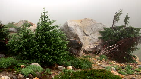 slide shot small pine trees with stone behind in top of mountain on fog day