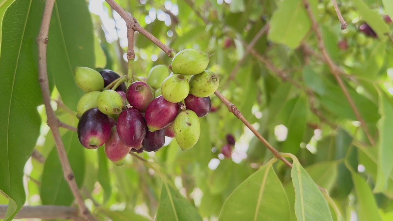 Vista ravvicinata di un grappolo pendente di frutti di Jamun che mostra vari stadi di maturazione dal verde al viola intenso tra foglie lucide. La luce naturale soffusa illumina la fresca chioma tropicale.