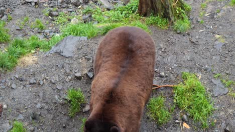 big male brown bear, alaska