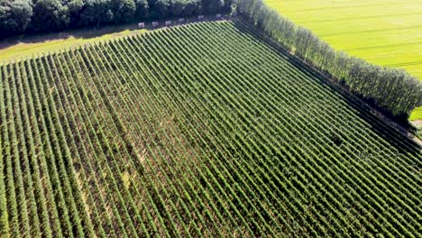 Huertos-De-Manzanos-En-Un-Campo-De-Kent-Vistos-Por-Un-Dron-De-4k