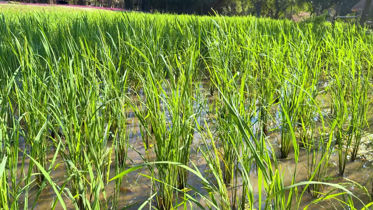 평화로운 에서 활기찬 초록색  식물