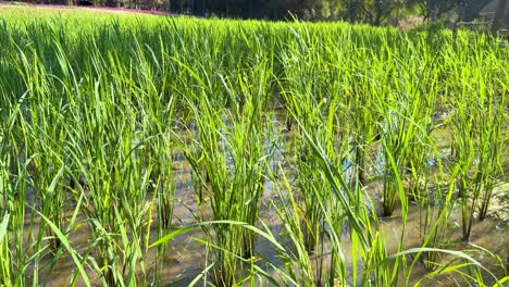 plantas de arroz verdes vibrantes en un campo sereno