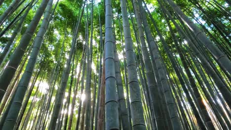 Bosque-De-Bambú-En-Arashiyama,-Kyoto,-Japón