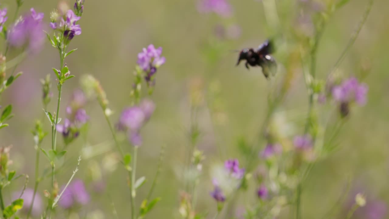 abeja negra volando alrededor de una flor púrpura que se mueve en el viento
