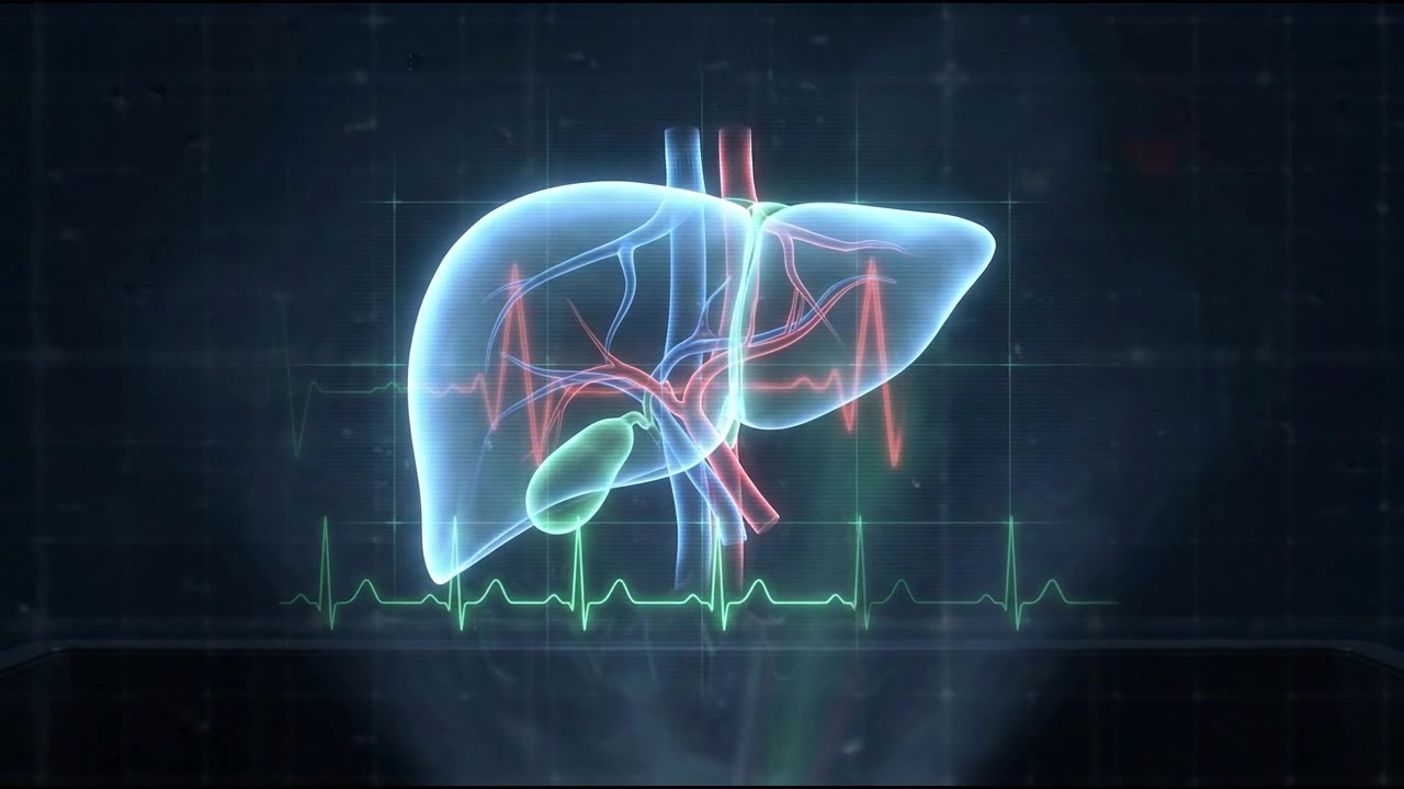 Holographic human liver scan showing internal vascular supply and ECG pulse