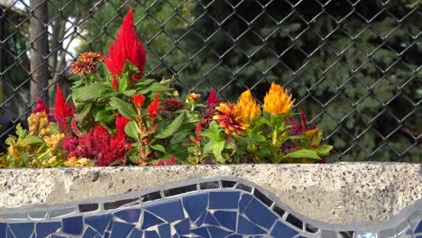 autumn flowers bring beauty in the panorama of this footage