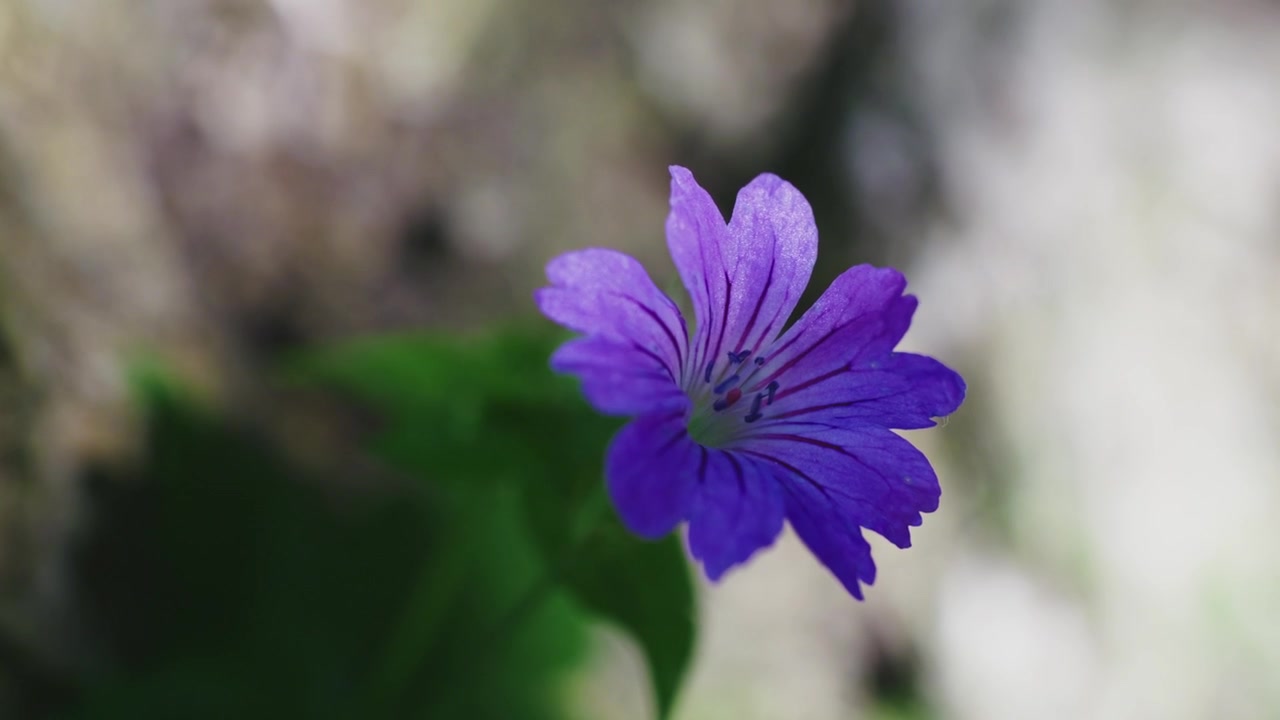 Un delicato fiore selvatico viola che sboccia dolcemente in un lussureggiante ambiente boschivo, catturato con dettagli macro cinematografici durante la primavera.