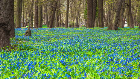 Wald-Oder-Park-Mit-Blauen-Blumen-Und-Bäumen