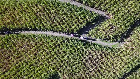 An-aerial-over-a-vast-corn-maze-on-a-Michigan-farm-5