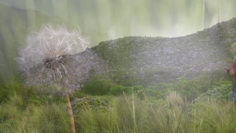 feliz pareja de ancianos caucásicos caminando en las montañas sobre la planta de diente de león de cerca
