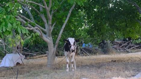 árbol-Atado-A-Un-Ternero