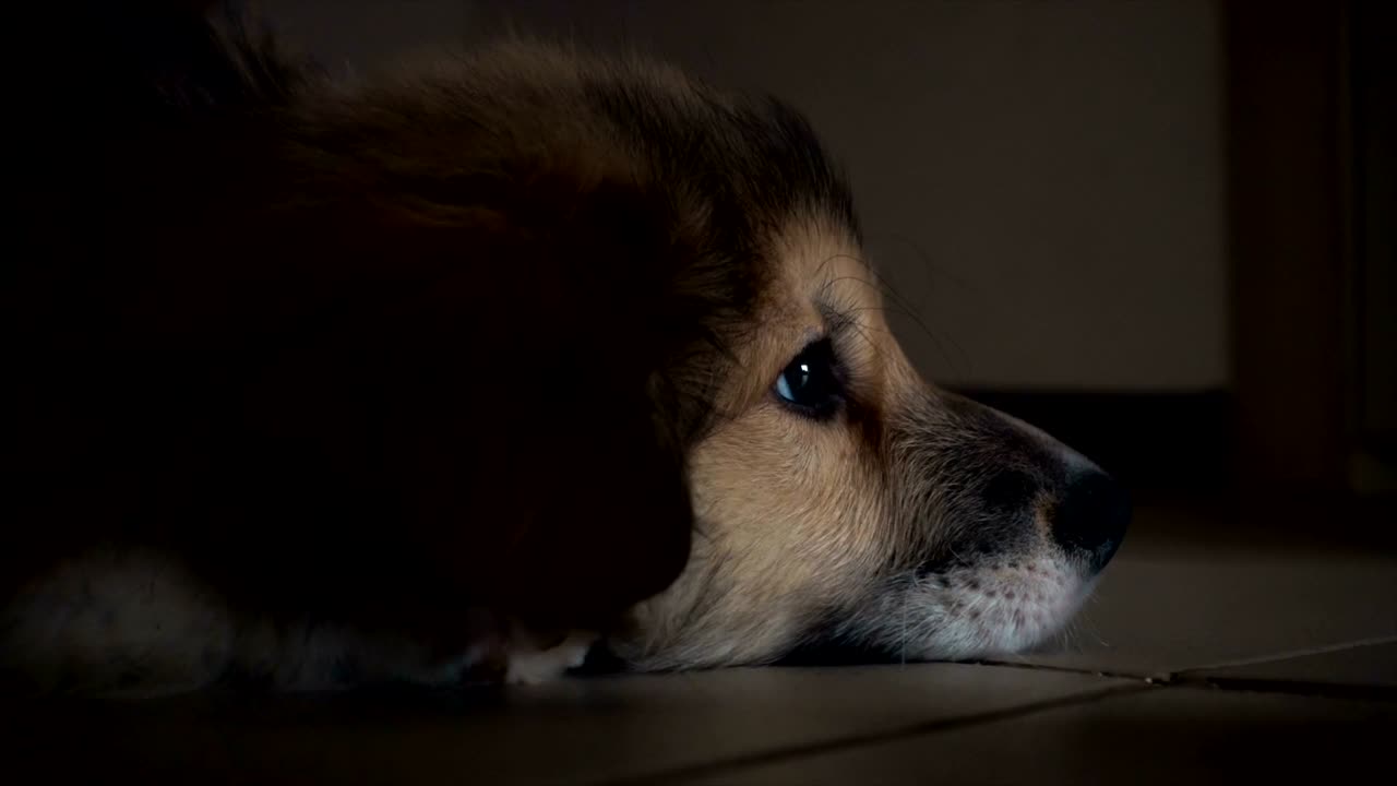 um cachorrinho fofinho de corgi deitado no chão e a mão da dona o acaricia