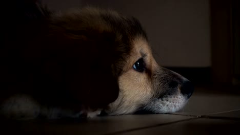 little corgi fluffy puppy lying at the floor and owner girl hand strokes him