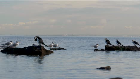 pequeños cormoranes de varios colores sentados en la costa - océano un grupo de pequeños cormoranes de varios colores sentados en una roca