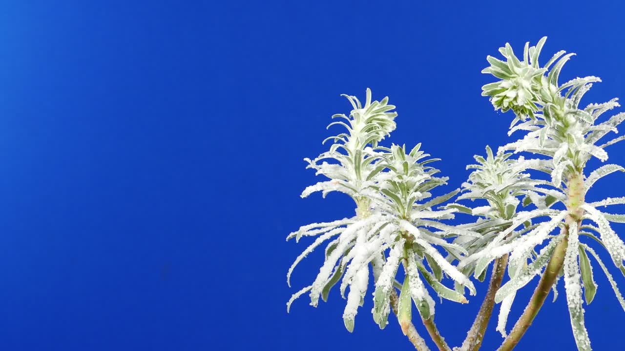 Snowy Tropical Plants Moving Shot - Bluescreen For Compositing
