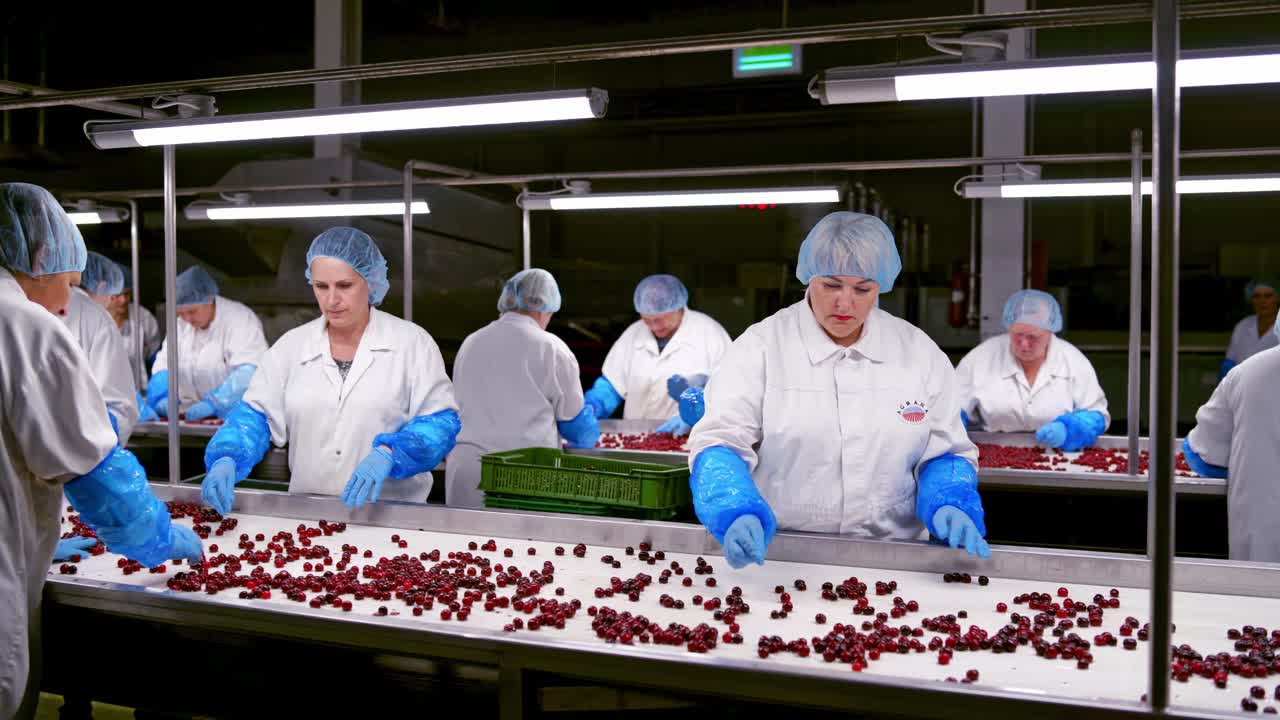 Employees sorting ripe cherries. Workers in special uniform selecting berries on the conveyor belt. Food factory background indoors.