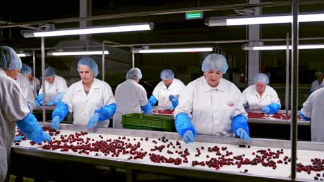 employees sorting ripe cherries. workers in special uniform selecting berries on the conveyor belt. food factory background indoors.