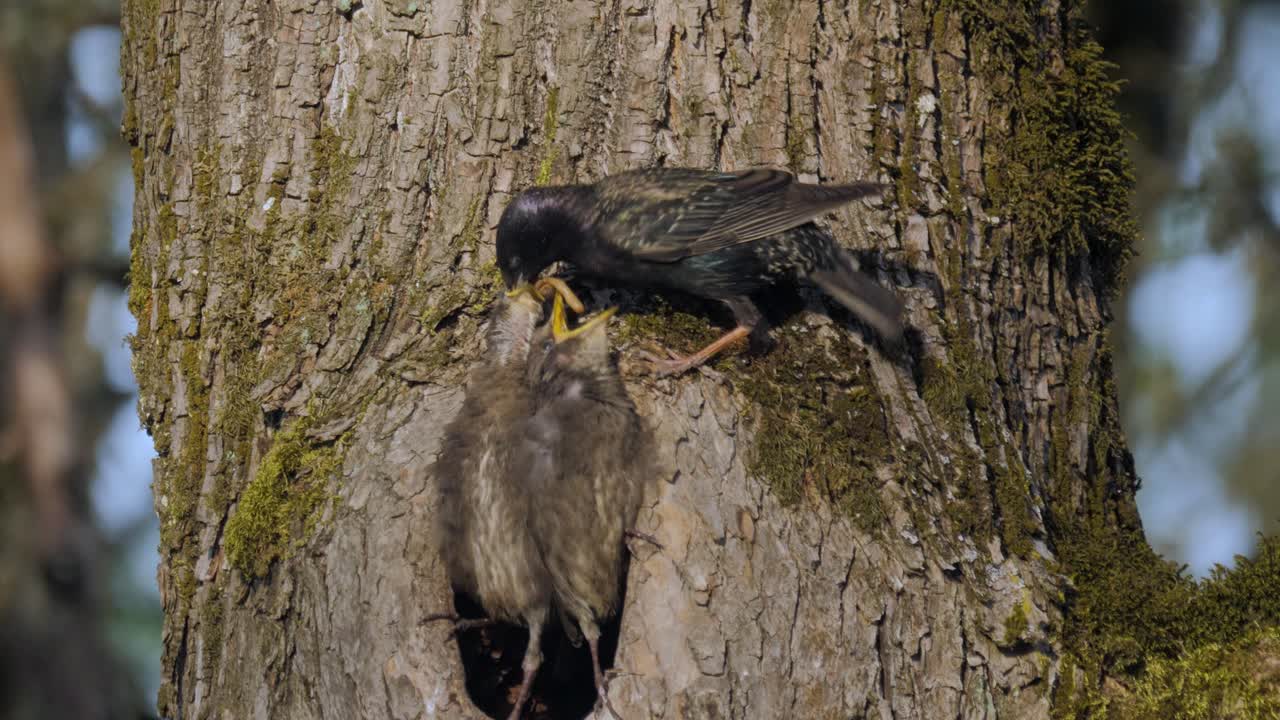 Mother Starling bird parent feeding three grey baby fledglings bundle of worms in hollow tree nest calling for food hungry close up shot slow motion