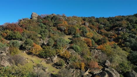 Vuelo-Ascendente-Con-Un-Dron-Sobre-Una-Cumbre-Con-Rocas-Y-árboles-Con-Colores-Otoñales-Vemos-Dos-Piedras-De-Granito-Una-Encima-De-La-Otra-Con-Un-Espléndido-Cielo-Azul-En-Una-Mañana-En-Avila-España