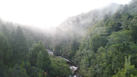 Stream-in-the-native-New-Zealand-Forest-4K-drone-shot